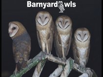 Barnyard Owls