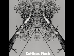 Catticus Finch