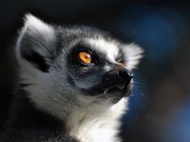 Lemurr