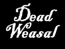 Dead Weasal