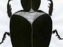 The Dung Beetles