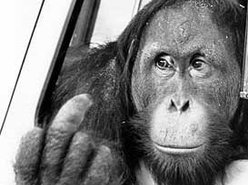 Clyde D'Orangutan