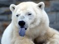 1307278329 polar bear sticking out tongue