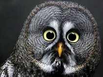 Owlsarecute