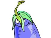 eggplantharvester27