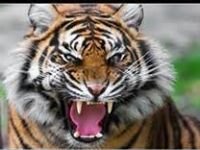 Foxboro Tigers