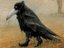 Creeping Crow (Fan)