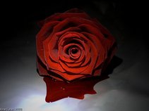 The Bledding Rose