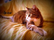 CatStar
