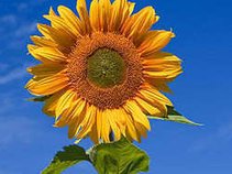 Sunflower Booking