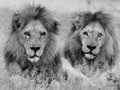 1390675259 lions males botswana 612 600x450