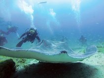 Diving Tenerife Atlantis