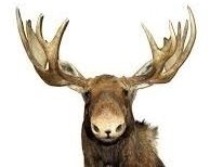 Elk T. Moose