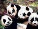 Rocker Pandas!