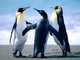 even penguins like good music