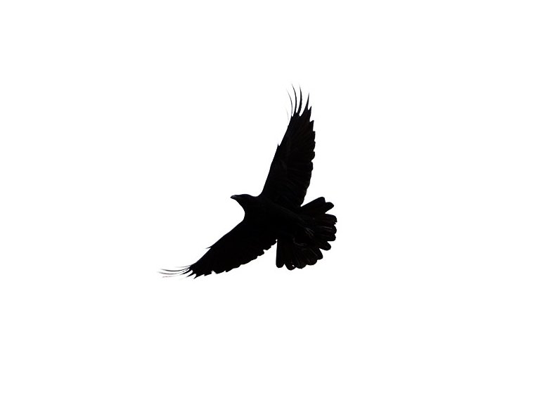 Blackbird Song ( Lee DeWyze cover) by Geoff Hill Elevator Musac |  ReverbNation