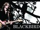 Chris Rooney "Blackbird"