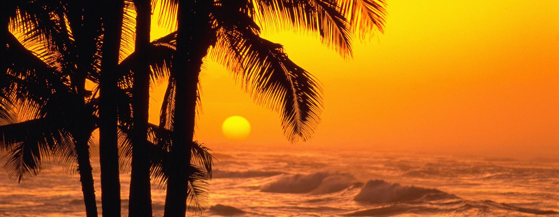 Palm trees sunset 29 copy