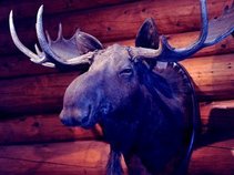 The Blue Moose Lodge
