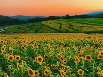 Second Mountain Sunflowers